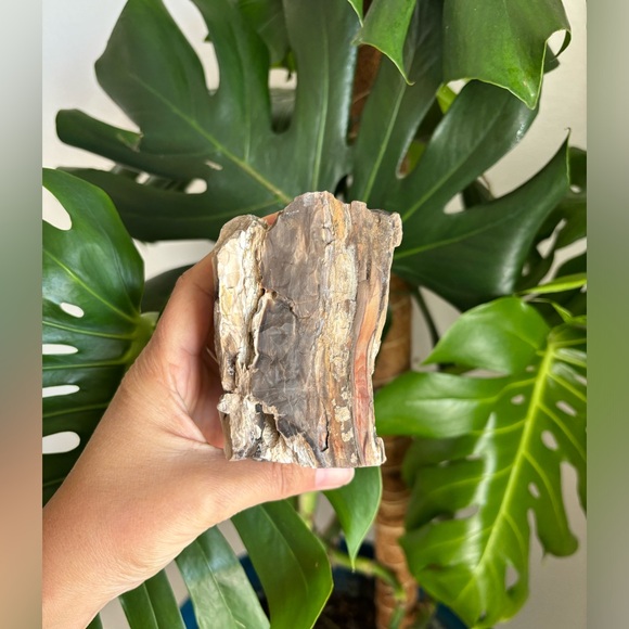 Petrified Wood - Picture 5 of 7